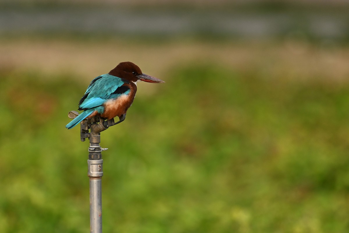 Alción de Esmirna - ML645934169