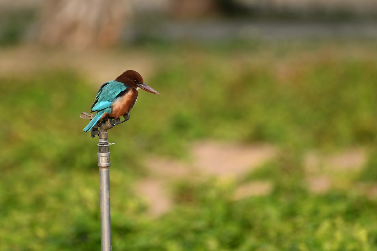 Alción de Esmirna - ML645934170