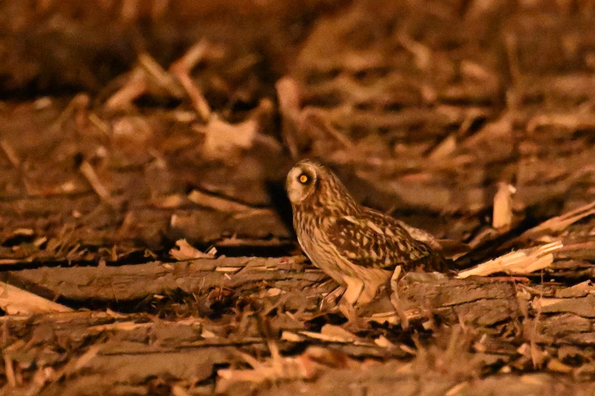 Búho Campestre - ML645934171