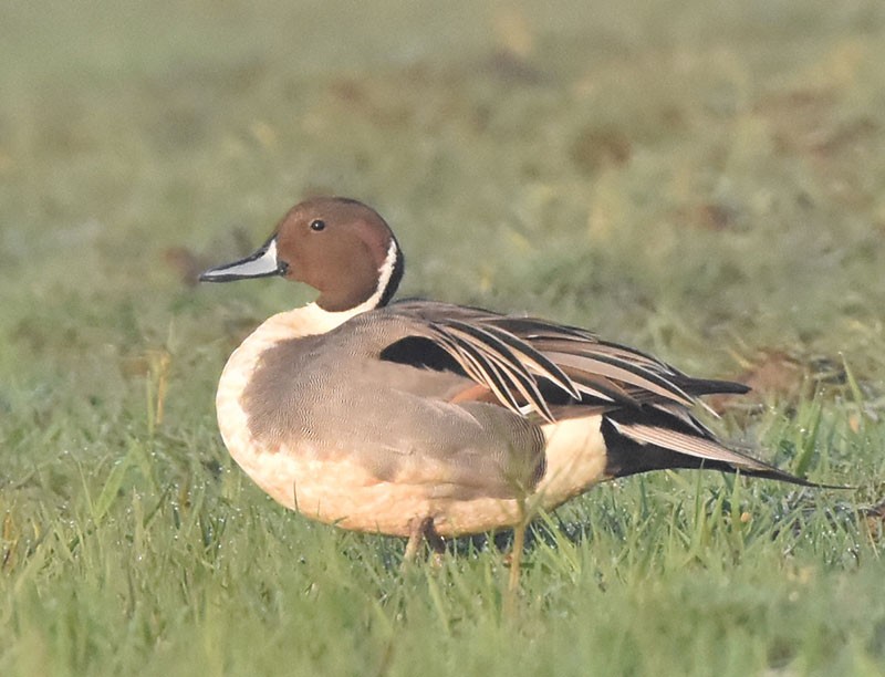 Ánade Rabudo - ML645934172