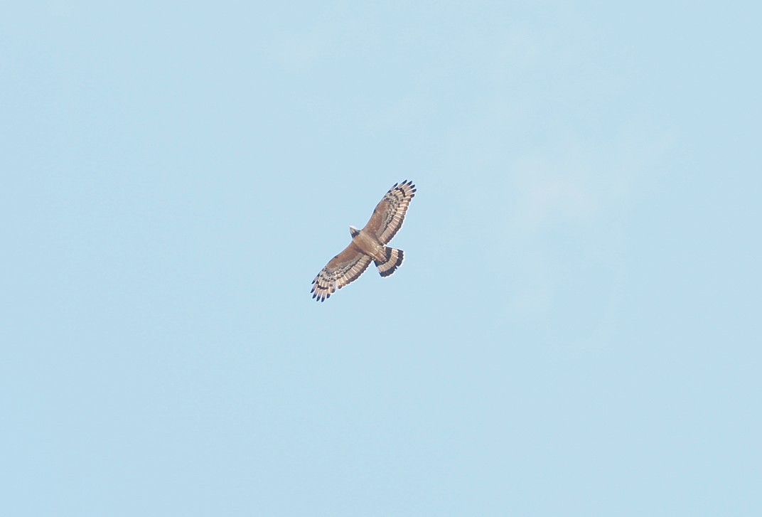 Abejero Oriental - ML645934173