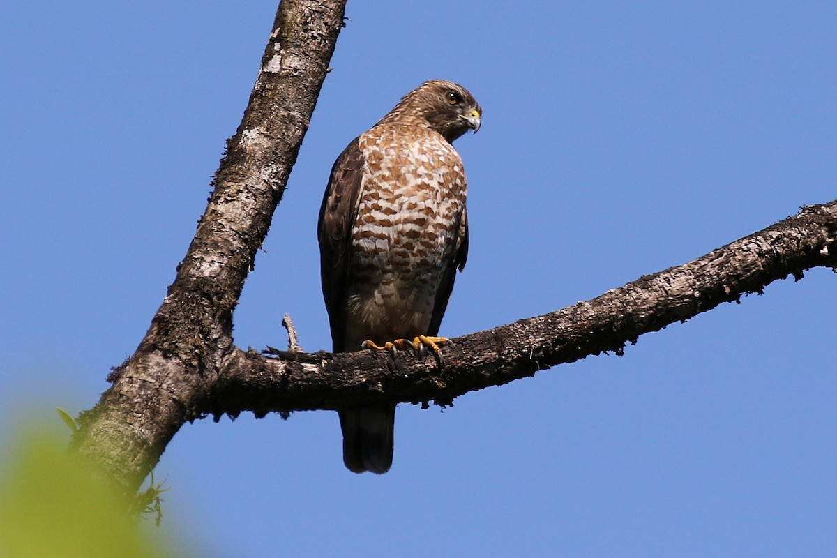 Busardo Aliancho - ML645934174