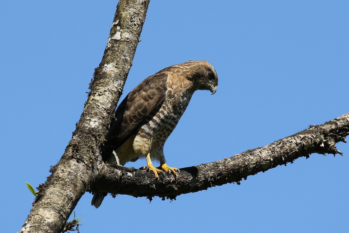 Busardo Aliancho - ML645934176