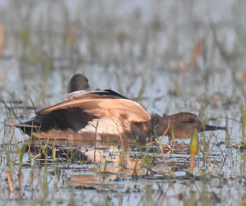 Ánade Friso - ML645934177