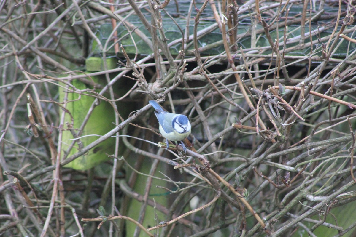 Herrerillo Común - ML645934178