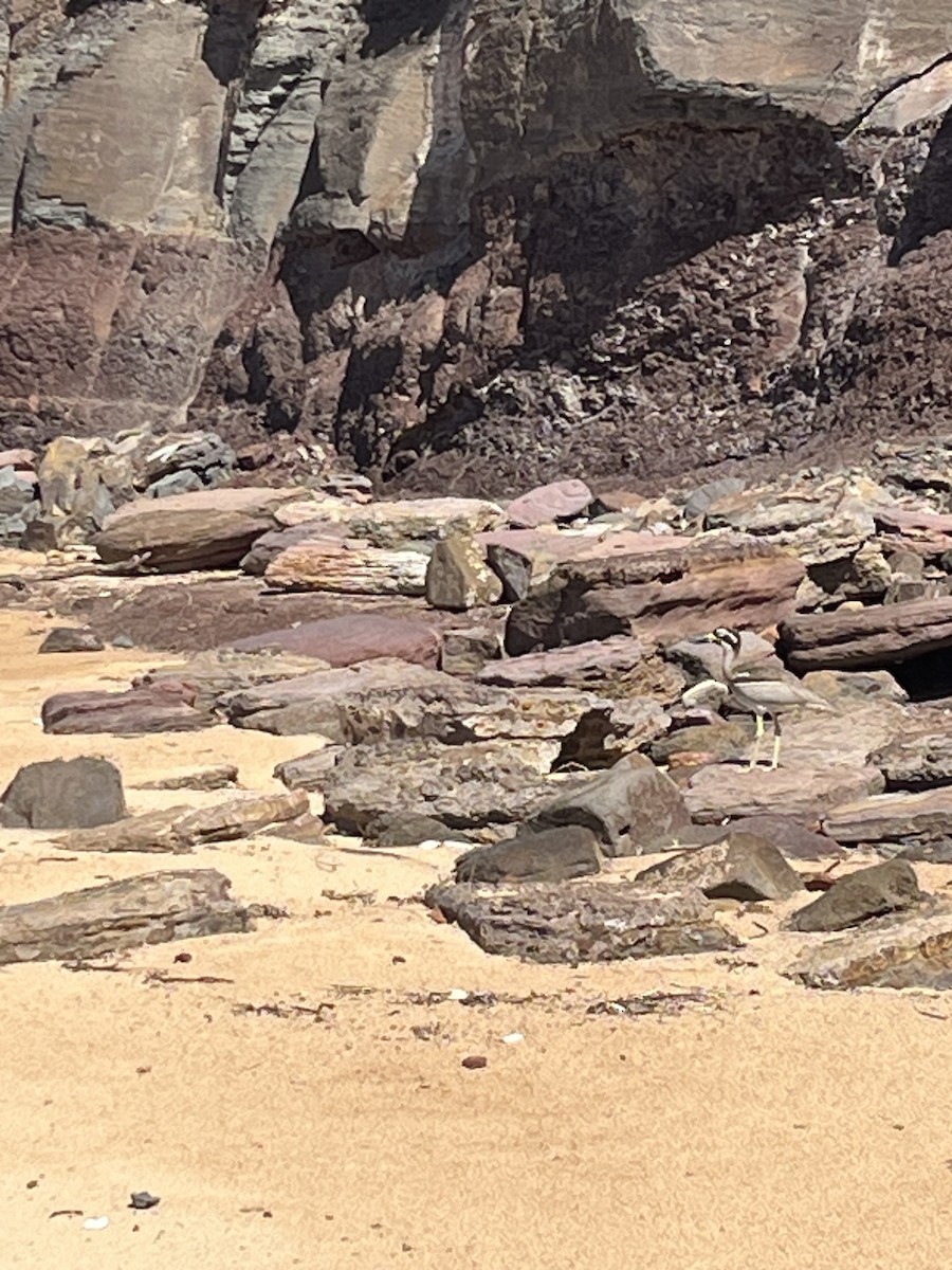 Alcaraván Piquigrueso Australiano - ML645934179