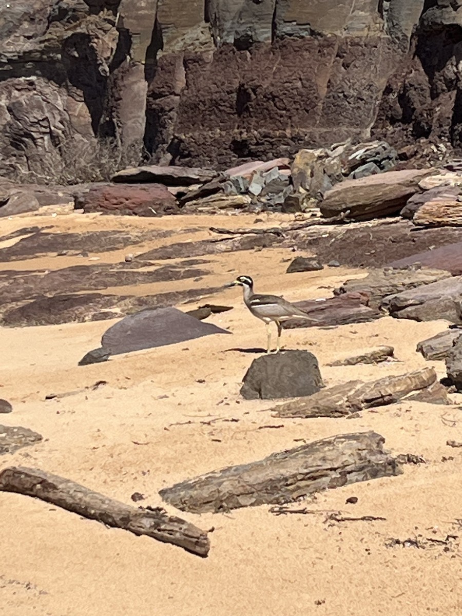 Alcaraván Piquigrueso Australiano - ML645934180