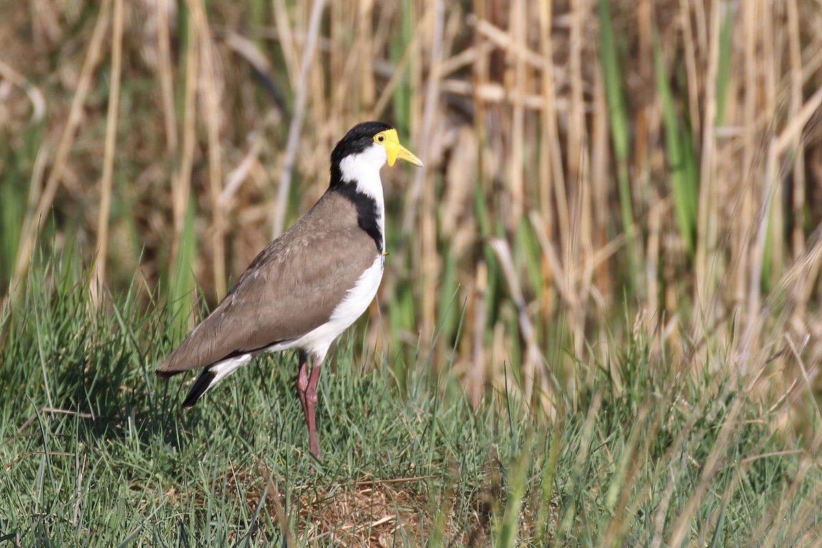Avefría Militar - ML645934181