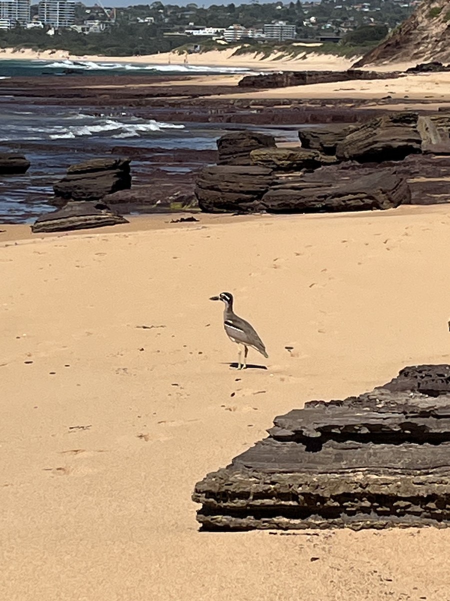 Alcaraván Piquigrueso Australiano - ML645934183