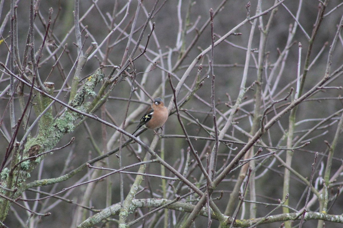 Pinzón Vulgar - ML645934184