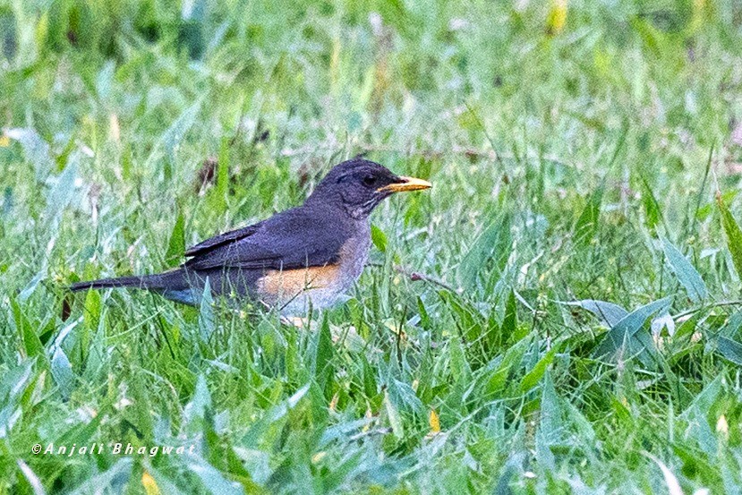 Zorzal Africano - ML645934185