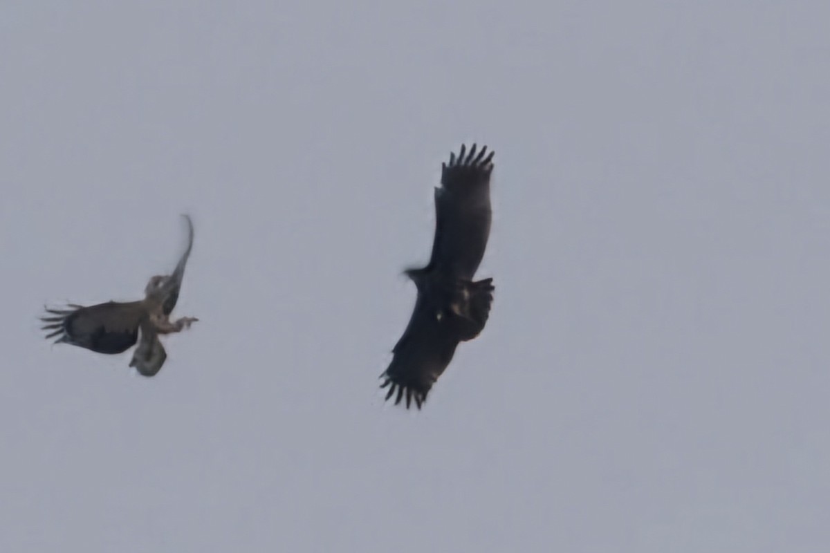 Águila Moteada - ML645934186