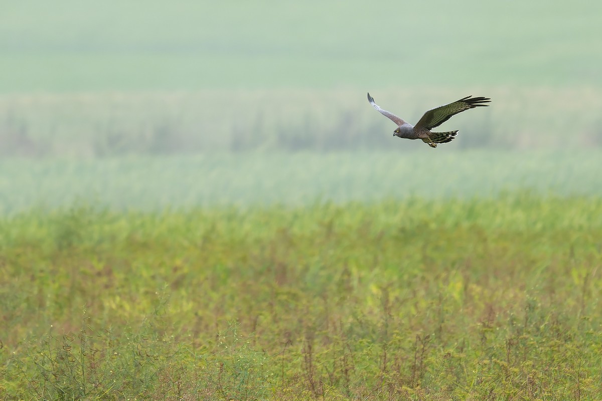 Aguilucho Moteado - ML645934187
