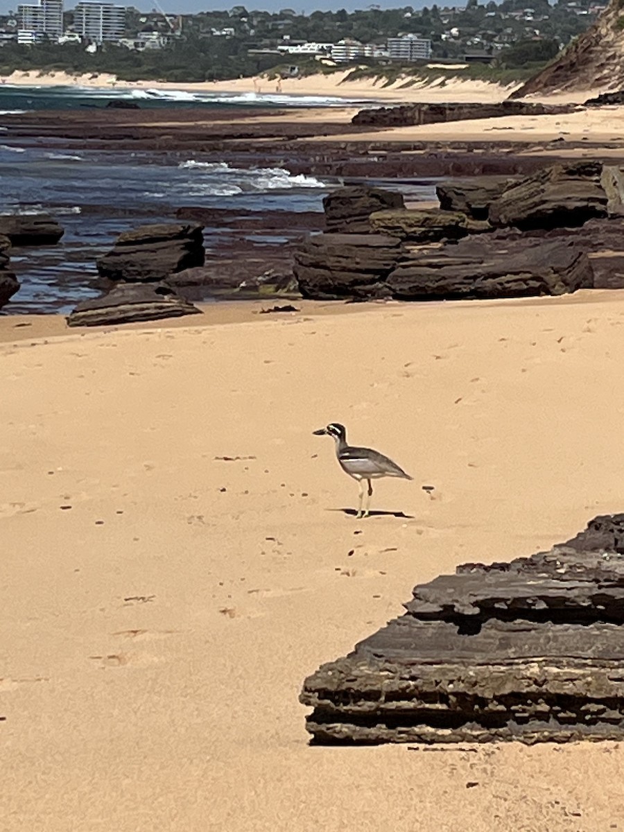 Alcaraván Piquigrueso Australiano - ML645934188