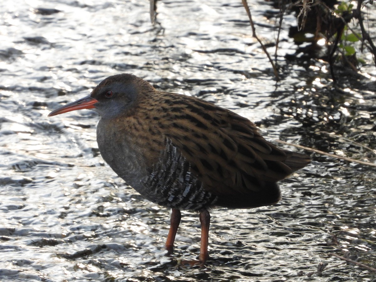 Rascón Asiático - ML645934192