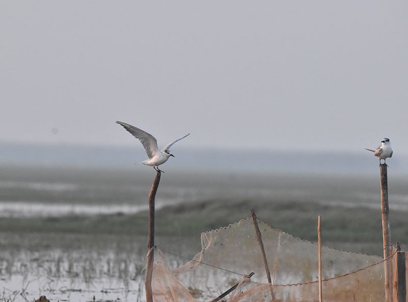 Fumarel Cariblanco - ML645934193