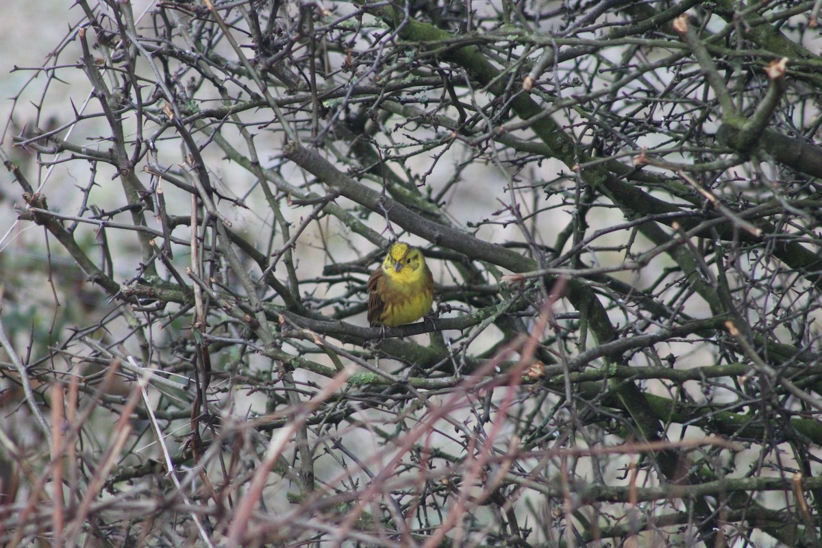 Escribano Cerillo - ML645934194