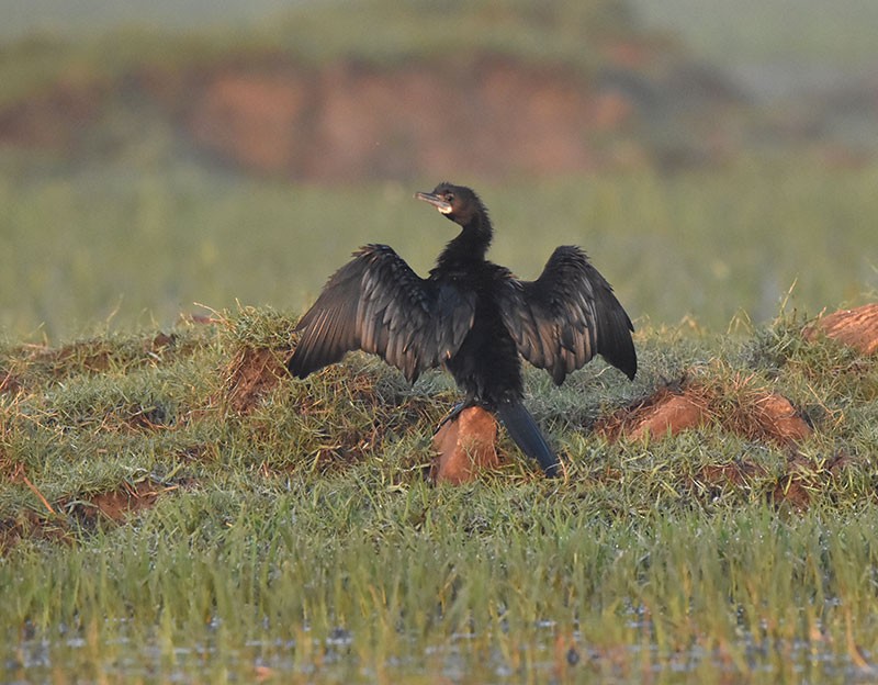 Cormorán de Java - ML645934197