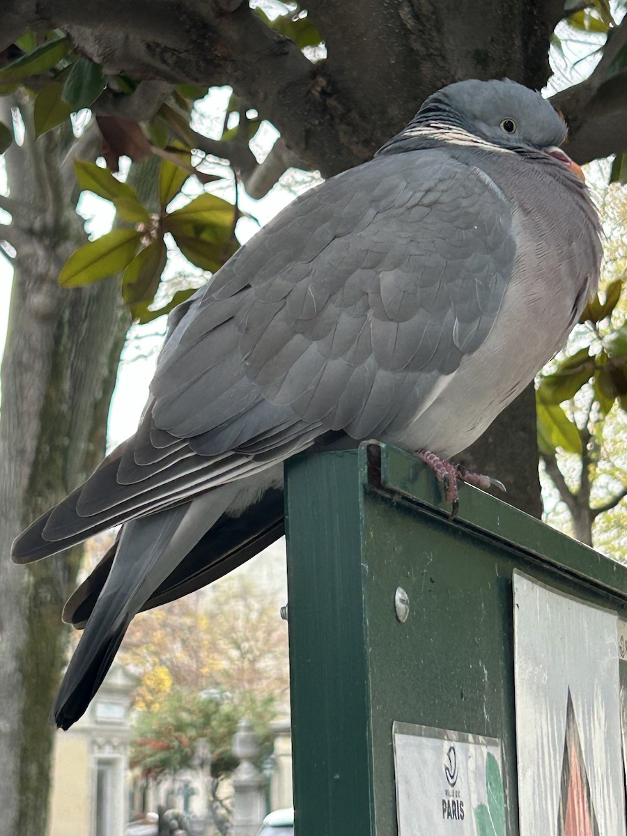 Common Wood-Pigeon - ML645934198