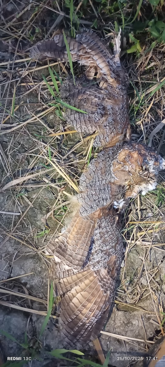 Mottled Wood-Owl - ML645934202