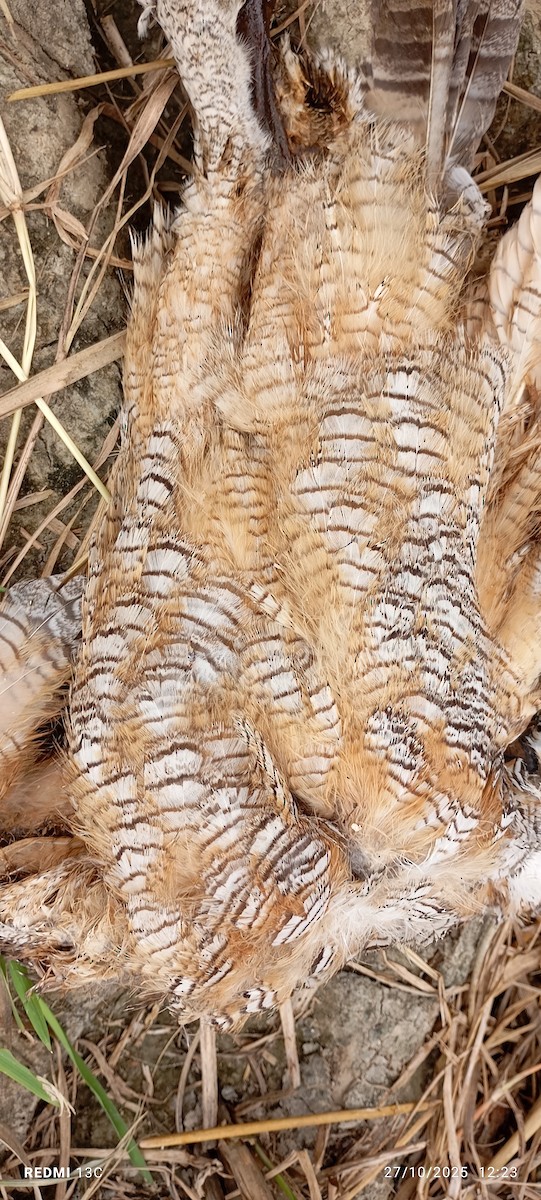 Mottled Wood-Owl - ML645934203