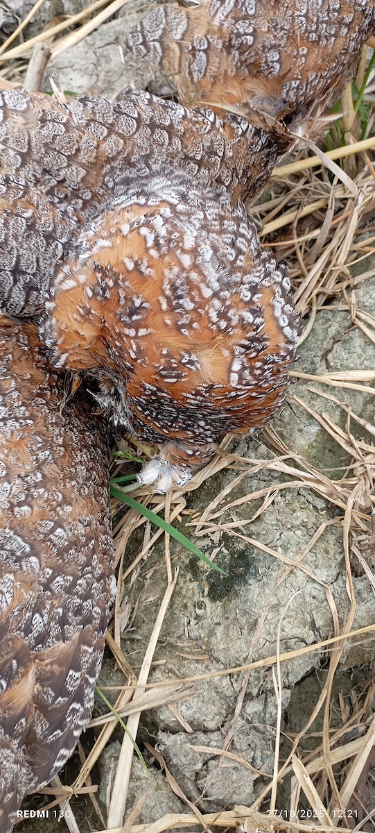 Mottled Wood-Owl - ML645934207