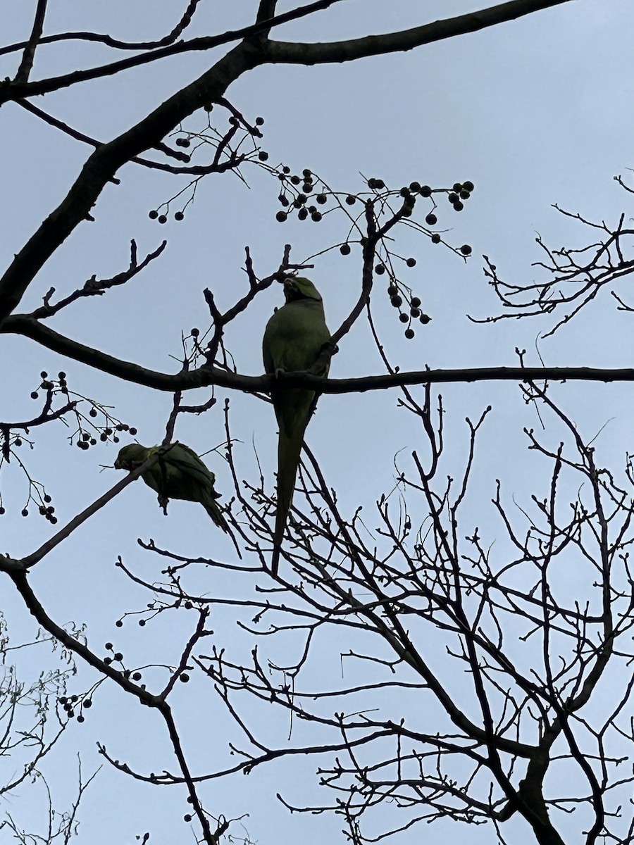 Rose-ringed Parakeet - ML645934208