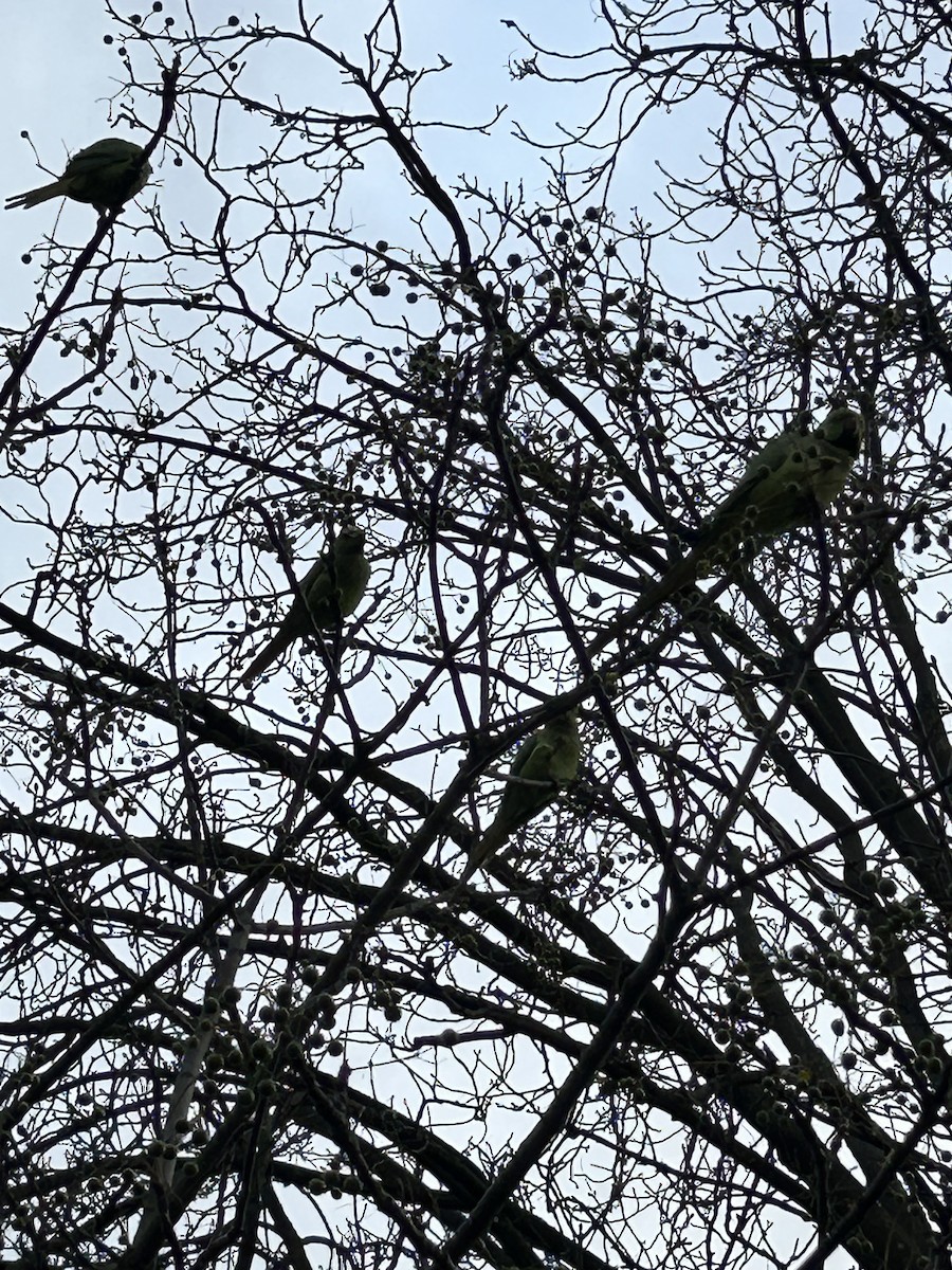Rose-ringed Parakeet - ML645934209