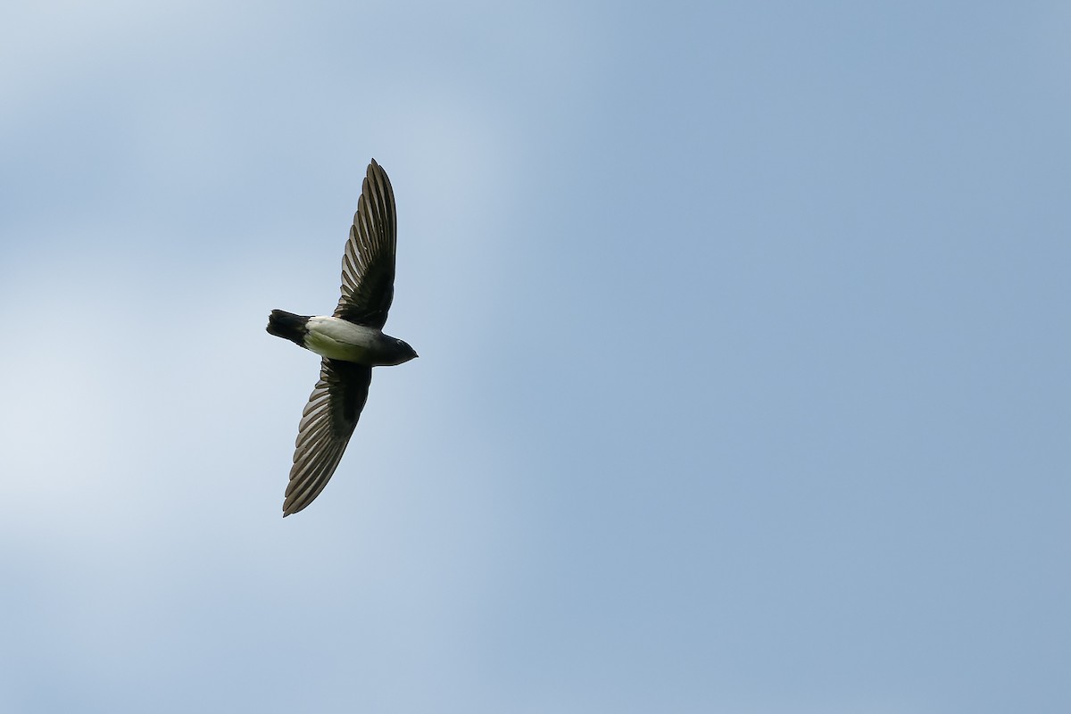 Papua İğnekuyruğu - ML645934220