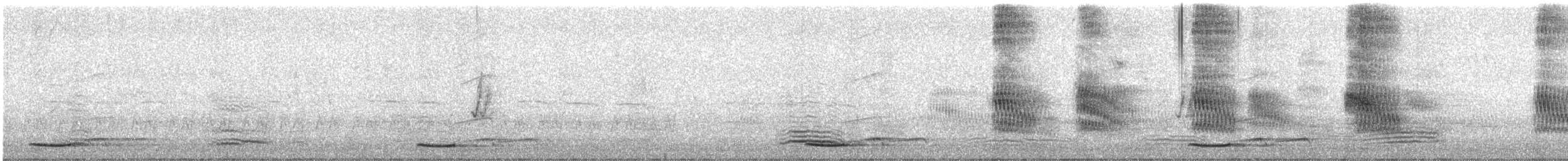 Pacific Koel (Australian) - ML645934227