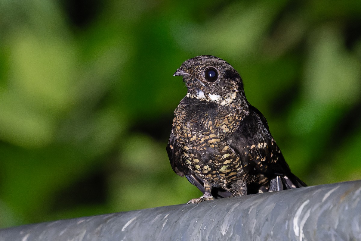 Papuan Nightjar - ML645934228