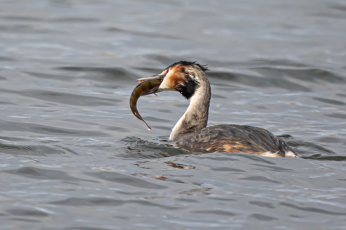 Great Crested Grebe - ML645934230