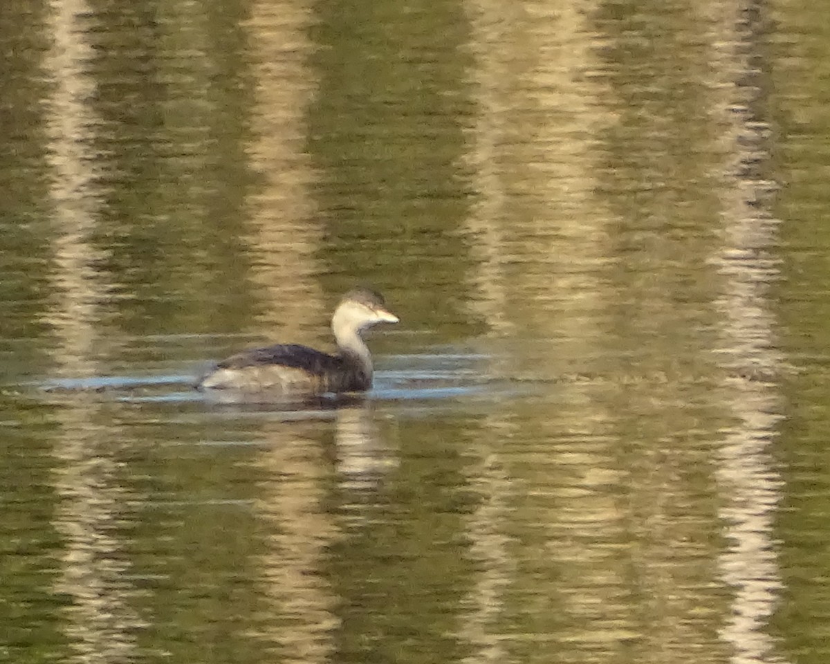 Hoary-headed Grebe - ML645934232