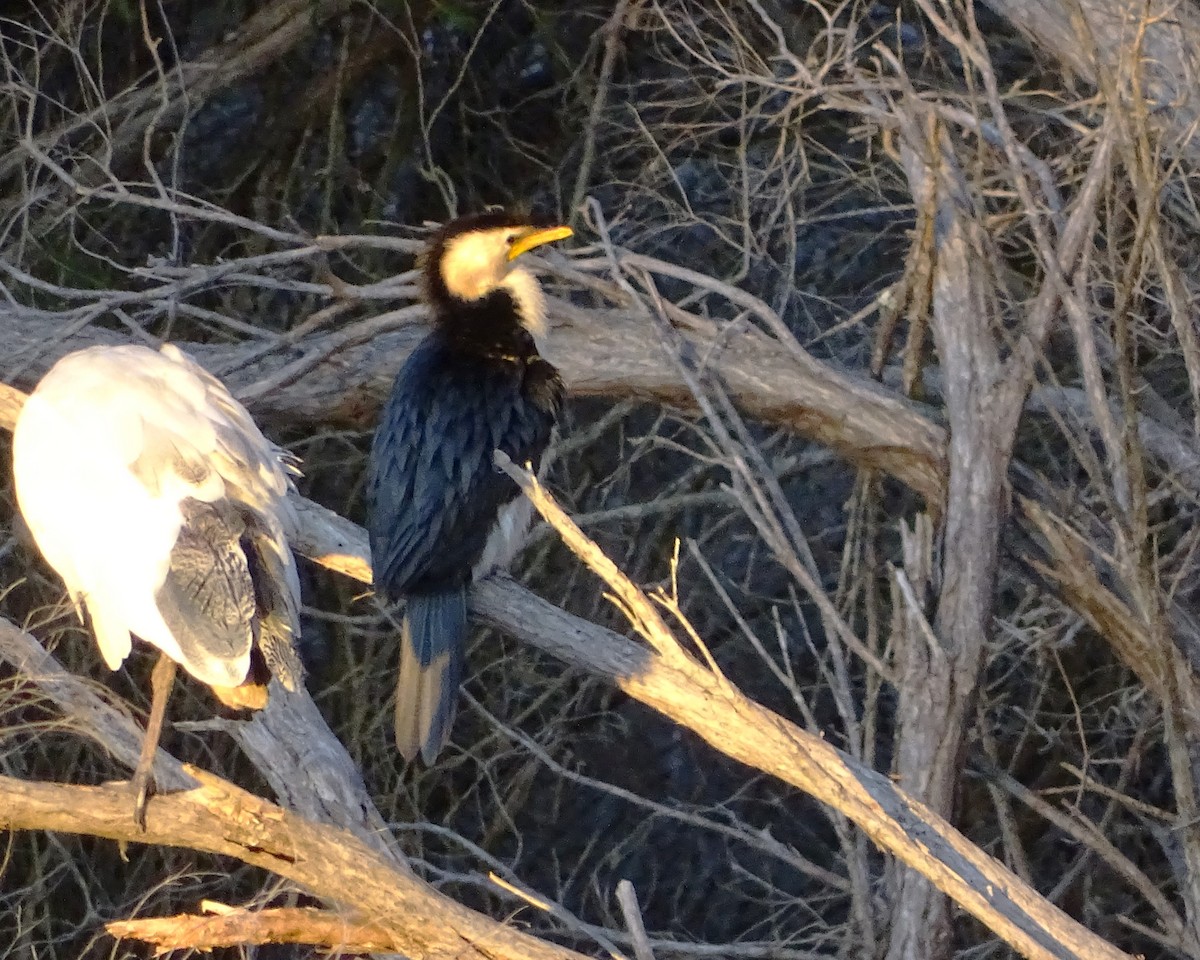 Little Pied Cormorant - ML645934233