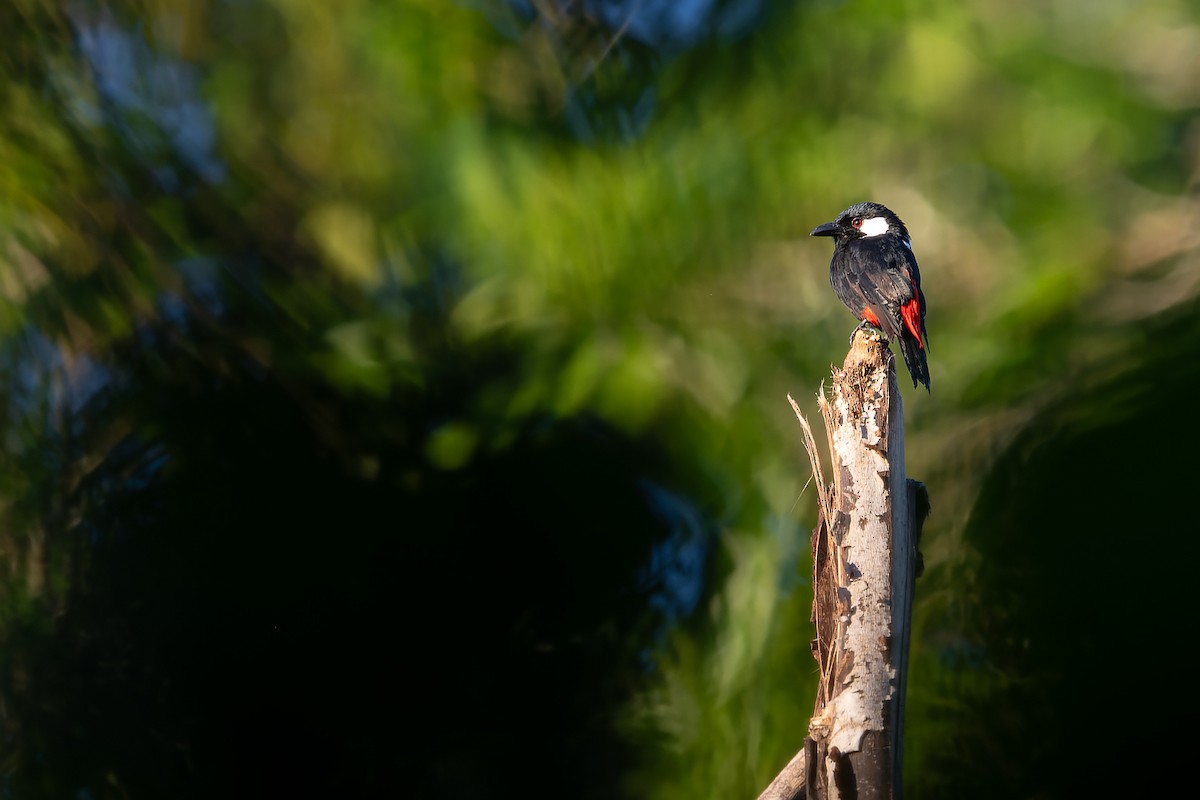 Lowland Peltops - ML645934234