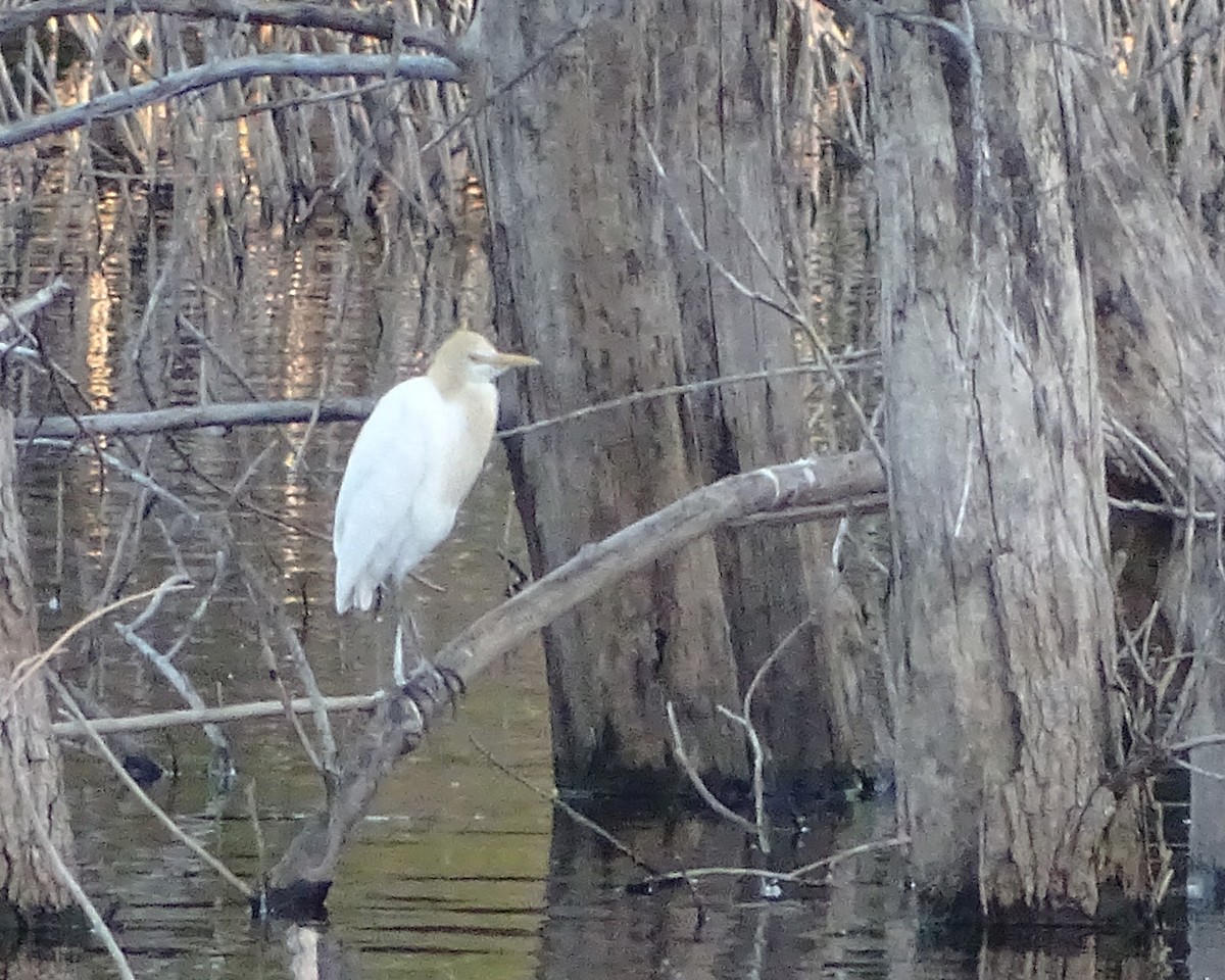 Eastern Cattle-Egret - ML645934237