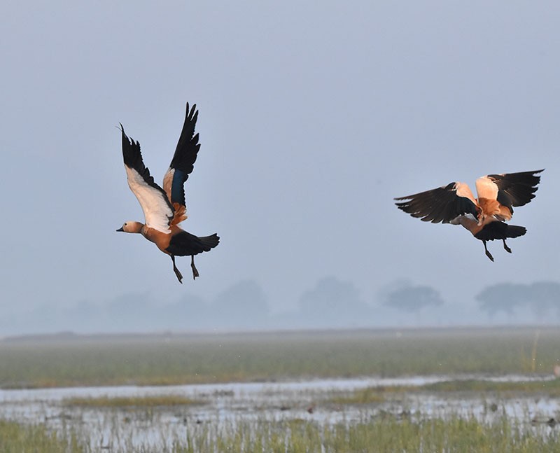 Ruddy Shelduck - ML645934238