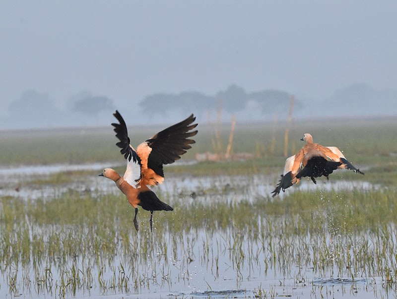 Ruddy Shelduck - ML645934239