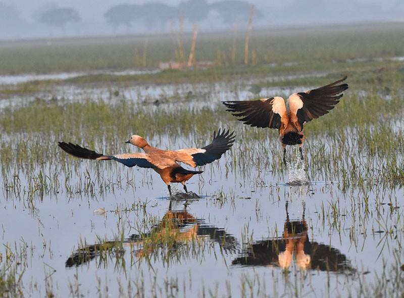 Ruddy Shelduck - ML645934240