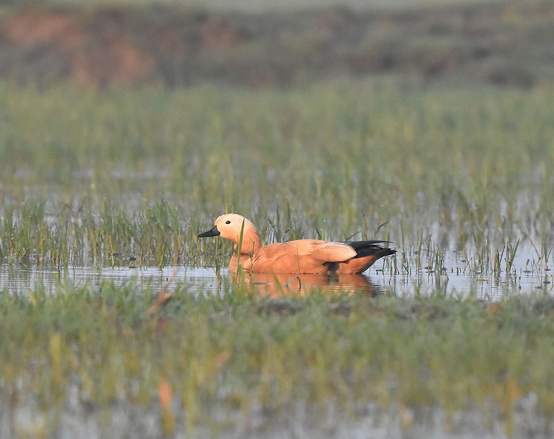 Ruddy Shelduck - ML645934241