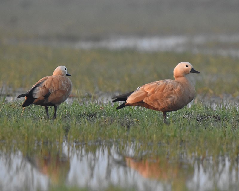 Ruddy Shelduck - ML645934242