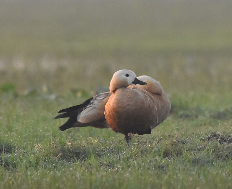 Ruddy Shelduck - ML645934243