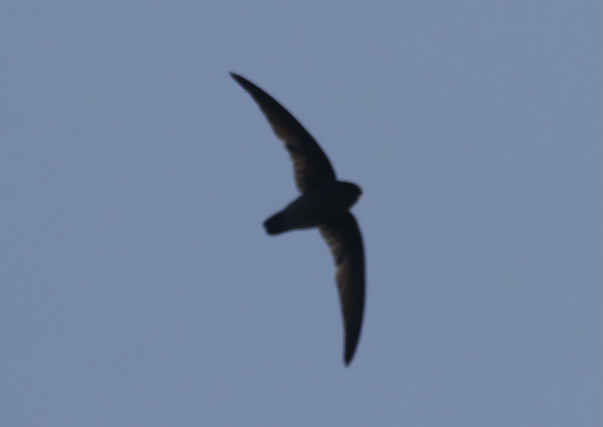 Himalayan Swiftlet - ML645934244