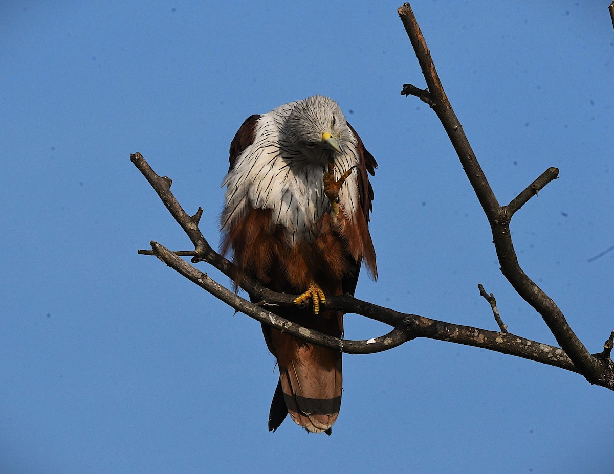 Brahminy Kite - ML645934245