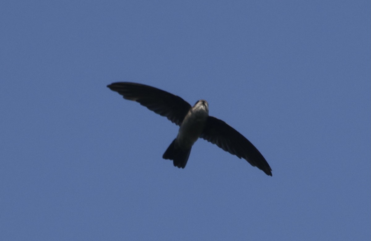 White-nest Swiftlet - ML645934246