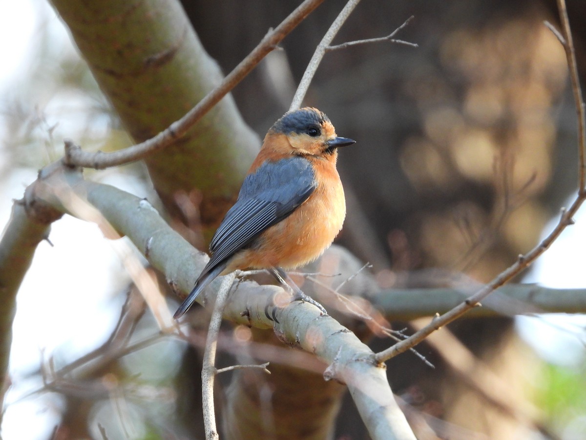 Varied Tit - ML645934247