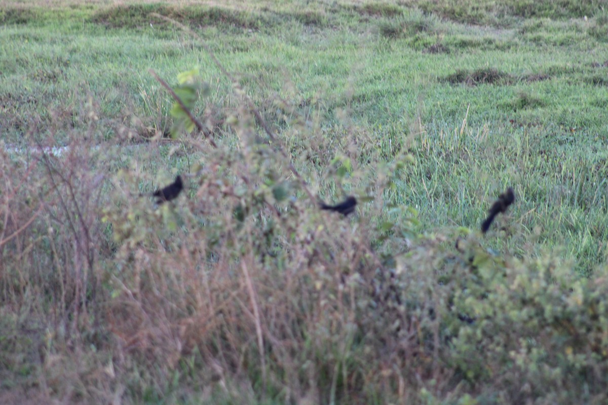 Smooth-billed Ani - ML645934249