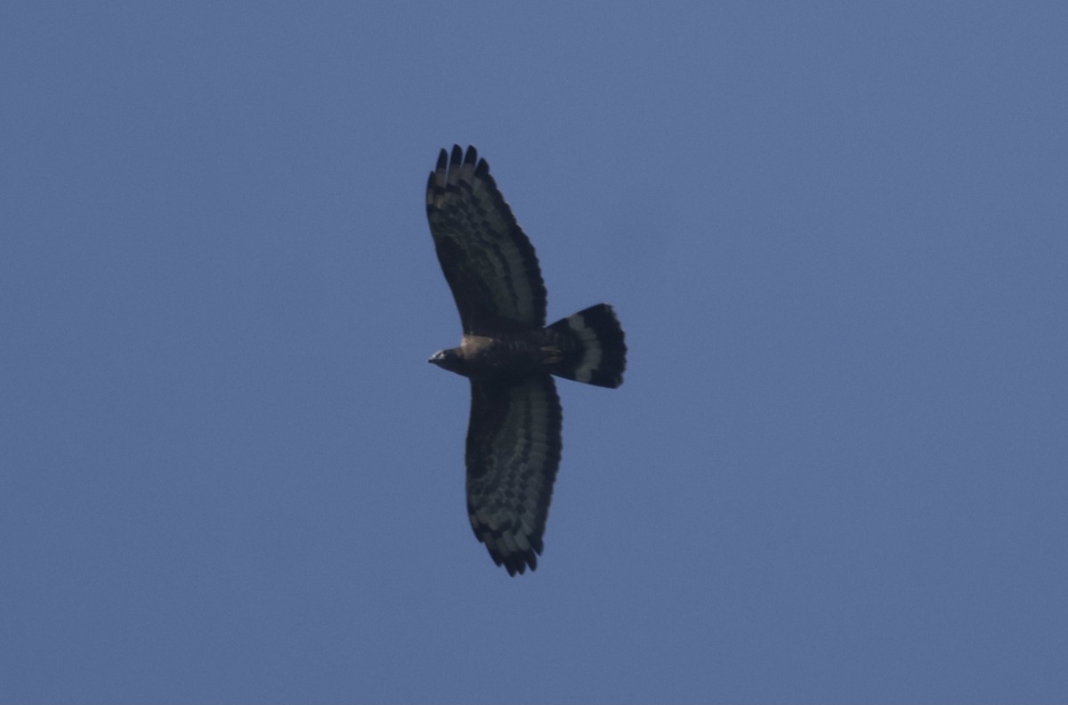 Oriental Honey-buzzard - ML645934250