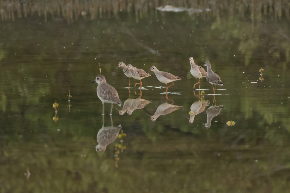 Stilt Sandpiper - ML645934251