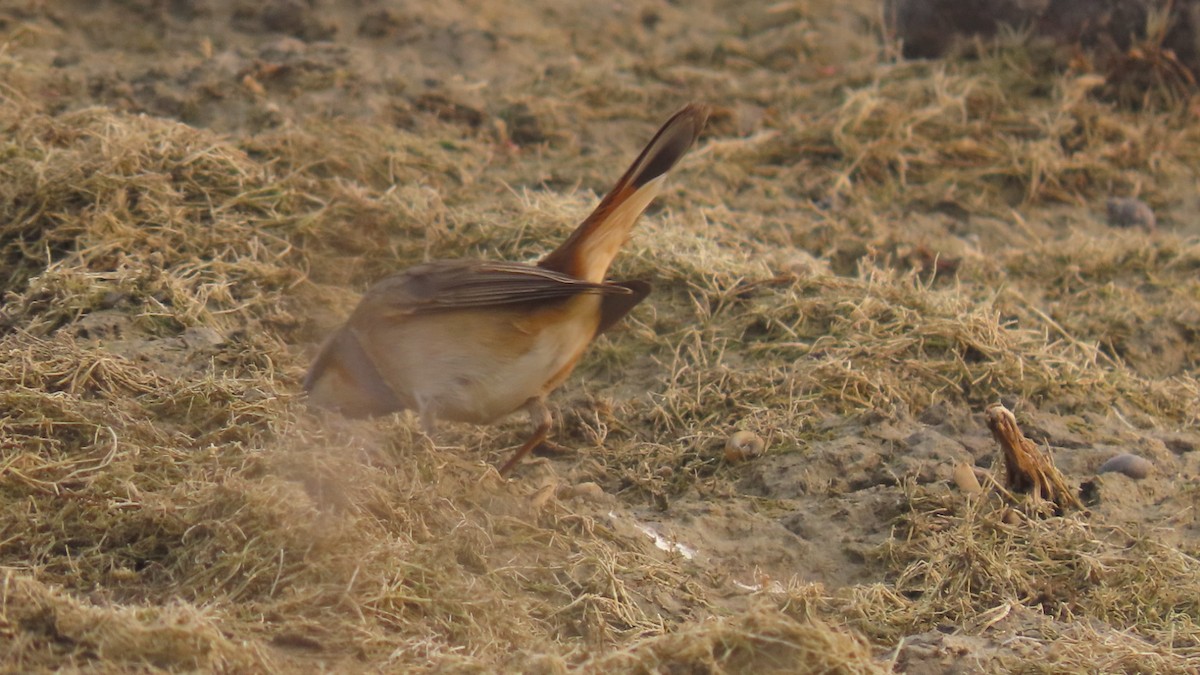 Bluethroat - ML645934252